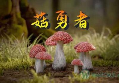 菇勇者