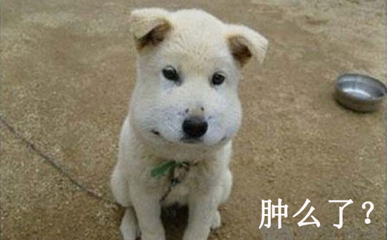 肿么了图片 搞笑图片